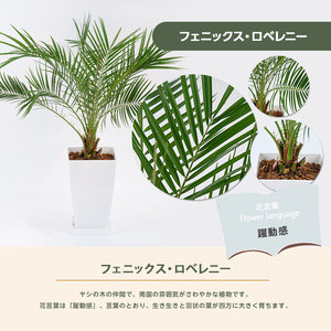 【観葉植物】フェニックス・ロベレニー 60cm～80cm Green Base IB003-004 観葉植物 ※北海道・沖縄・離島配送不可