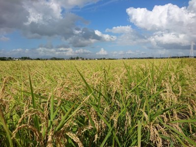 煌めく艶 令和8年茨城県産コシヒカリ5kg【白米】※2026年9月下旬頃より順次発送