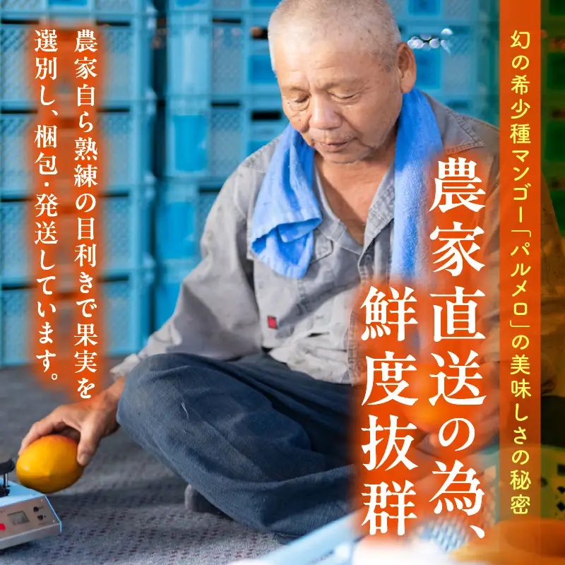 マンゴー 宮崎 パルメロ 1玉 マンゴー[希少種 576g以上]