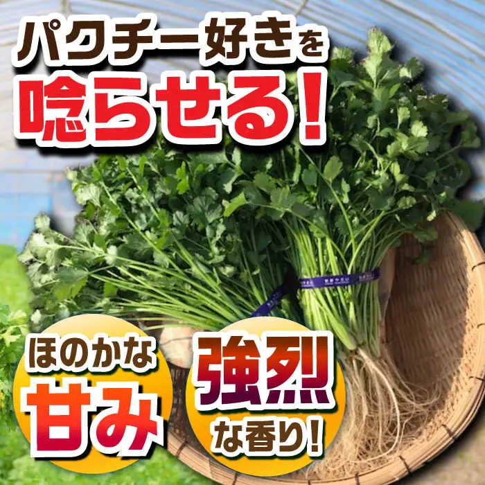 パクチー好きのための パクチー 500g [UBF008]