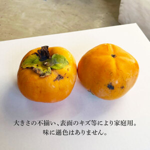 【先行予約】秋の味覚！土佐の袋掛け次郎柿 8〜13玉 家庭用〈2026年10月?発送〉 かき カキ 甘い 美味しい おいしい 果物 フルーツ 常温 ご自宅用 故郷納税 ふるさとのうぜい 返礼品【嬉龍】[BQAY006]