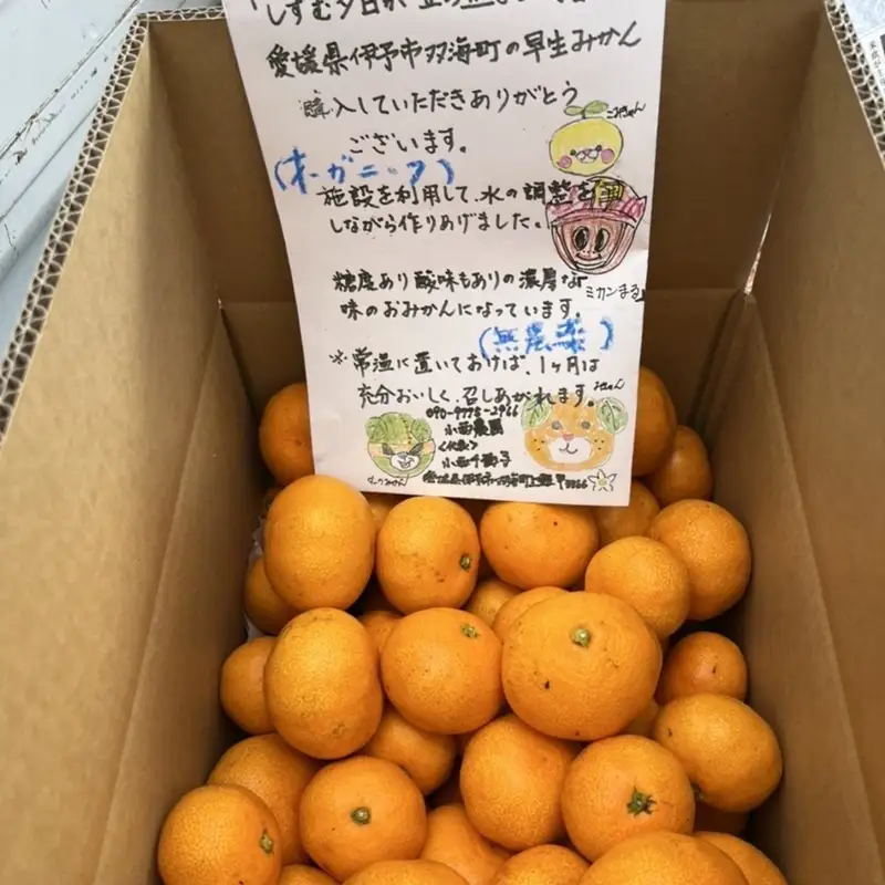みかん 愛媛 オーガニック完熟早生みかん 5kg 人気 数量限定 柑橘 伊予市｜A04