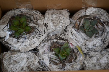 多肉植物 インテリア アガベ 人気品種おまかせ3ポットセット 5号黒鉢 四国ガーデン 人気 観葉植物 グリーン リラックス 初心者でも育てやすい 伊予市｜C22