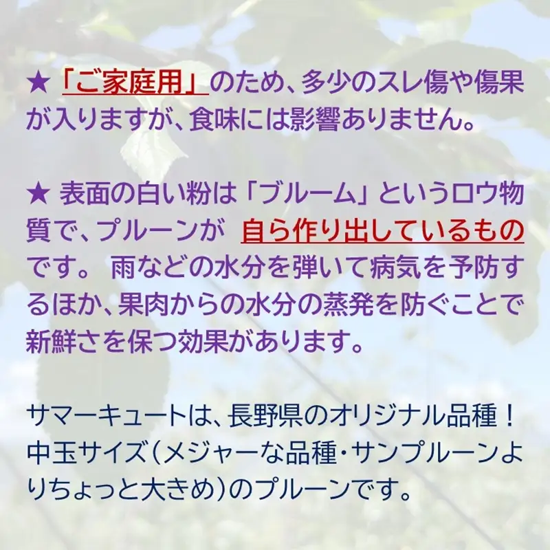 プルーン約1.6kg（400g×4パック）（家庭用）【先行予約・2026年８・９月出荷】 （北海島・沖縄・離島は配送不可）サマーキュート 信州 果物 旬彩 期間限定