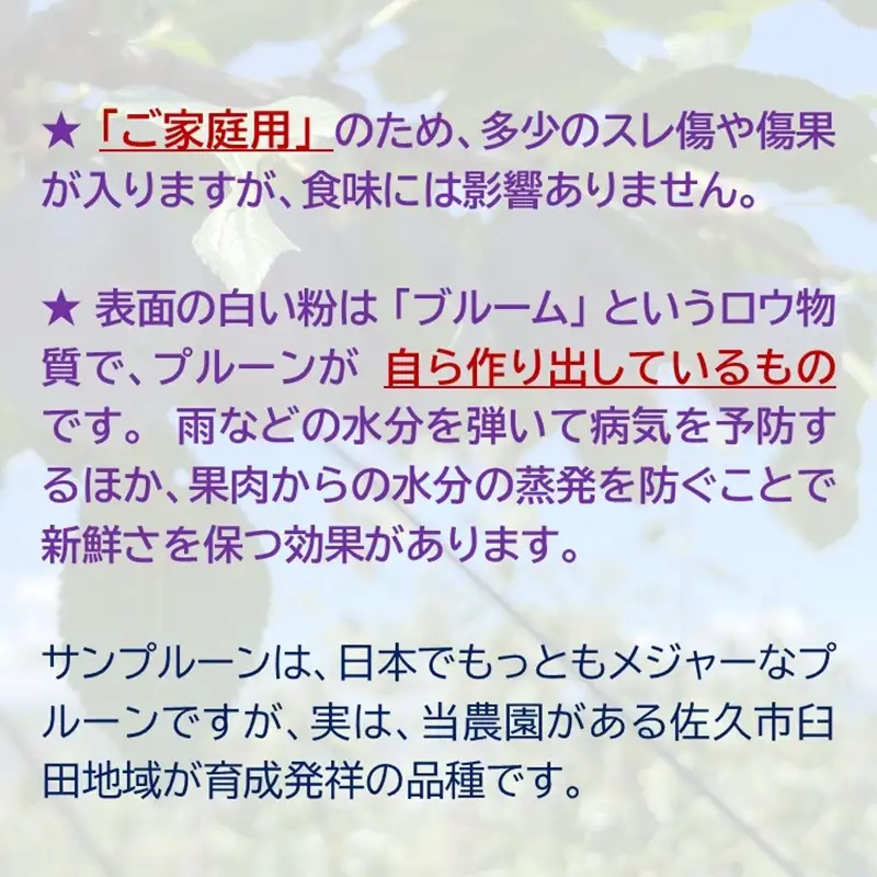プルーン約1.6kg（400g×4パック）（家庭用）【先行予約・2026年９月出荷】 （北海島・沖縄・離島は配送不可）サンプルーン 信州 果物 旬彩 期間限定