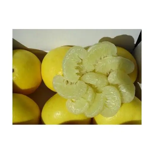 【早期予約】 土佐文旦 6kg 優品 混合