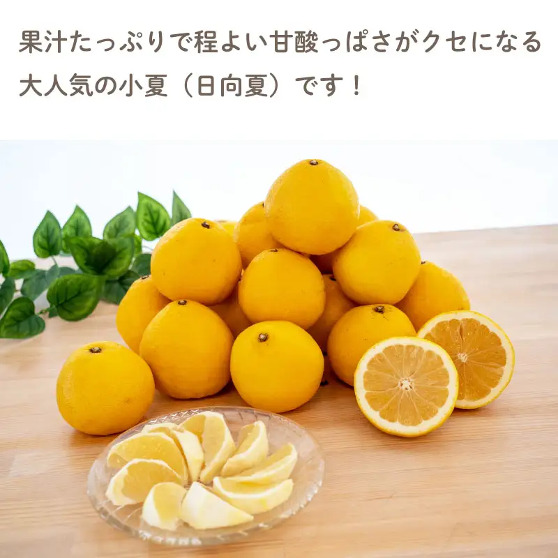 【定期便3回】 柑橘 野菜 お試し 定期便
