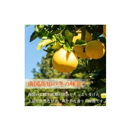 【早期予約】 訳あり 文旦 家庭用 土佐文旦10kg L ~ 4L 