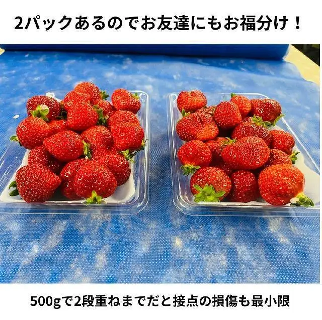 【2027年1月～4月出荷分予約販売】ボリューム満点てんこ盛り500g×2パック！完熟あまおう日替わりセット1000g