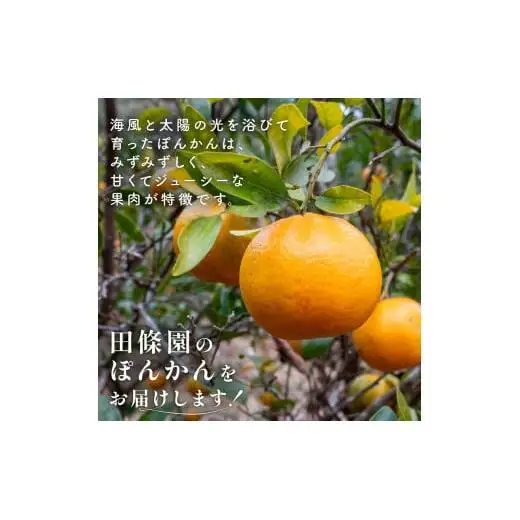 【先行予約】 【早期受付】 訳あり ぽんかん 2.5kg 2027年2月より 順次発送 高知県 須崎市