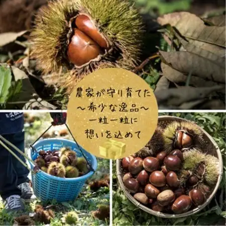 【訳あり増量】2026年度産 貴重品種『倉方』の焼き栗 250g×4セット(冷凍)_訳あり 焼き栗 倉方 増量_【配送不可地域：離島】【1320086】