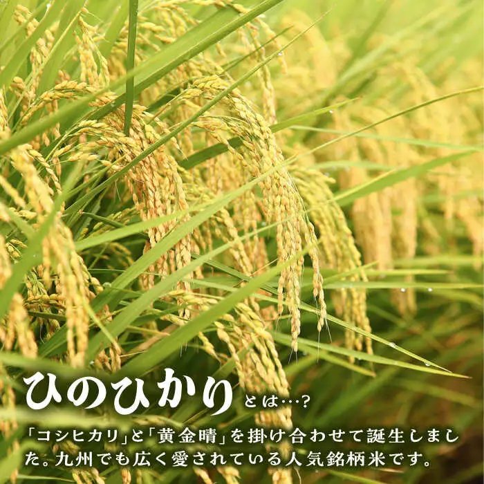 糸島産 ひのひかり 5kg 糸島市 / 三島商店 [AIM003] 米 白米