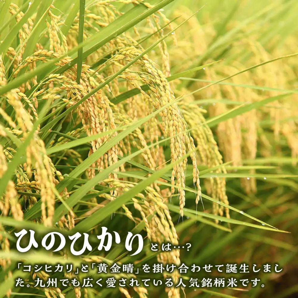 【お中元対象】 糸島産 ひのひかり 10kg 糸島市 / 三島商店 [AIM004] 米 白米