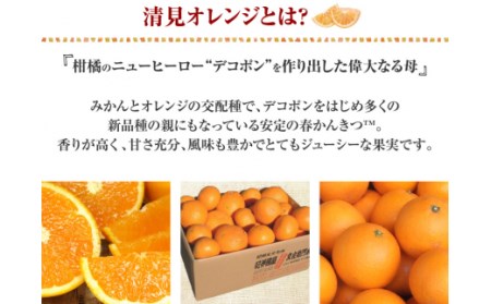 田村産清見オレンジ[約4.5kg]湯浅町田村産春みかん(果実サイズおまかせ)/紀伊国屋文左衛門本舗　※2027年3月中旬～4月下旬頃発送予定【ntb492A】