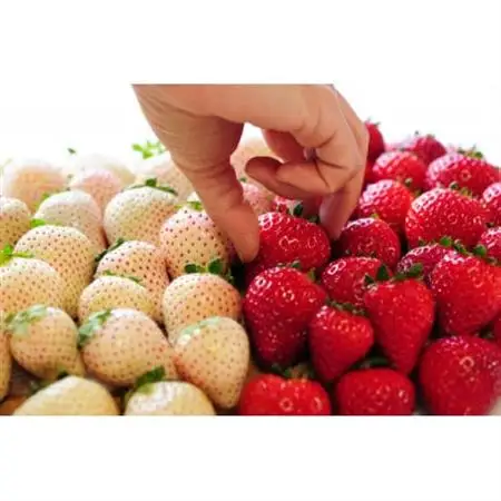 よりどりみどり!　栃木いちご4種詰め合わせ　(300g×4パック)_果物・フルーツ いちご  イチゴ 苺_【配送不可地域：離島】【1386670】