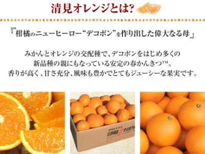 田村産清見オレンジ[約4.5kg]湯浅町田村産春みかん(果実サイズおまかせ)/紀伊国屋文左衛門本舗　※2027年3月中旬～4月下旬頃発送予定【kztb492A】