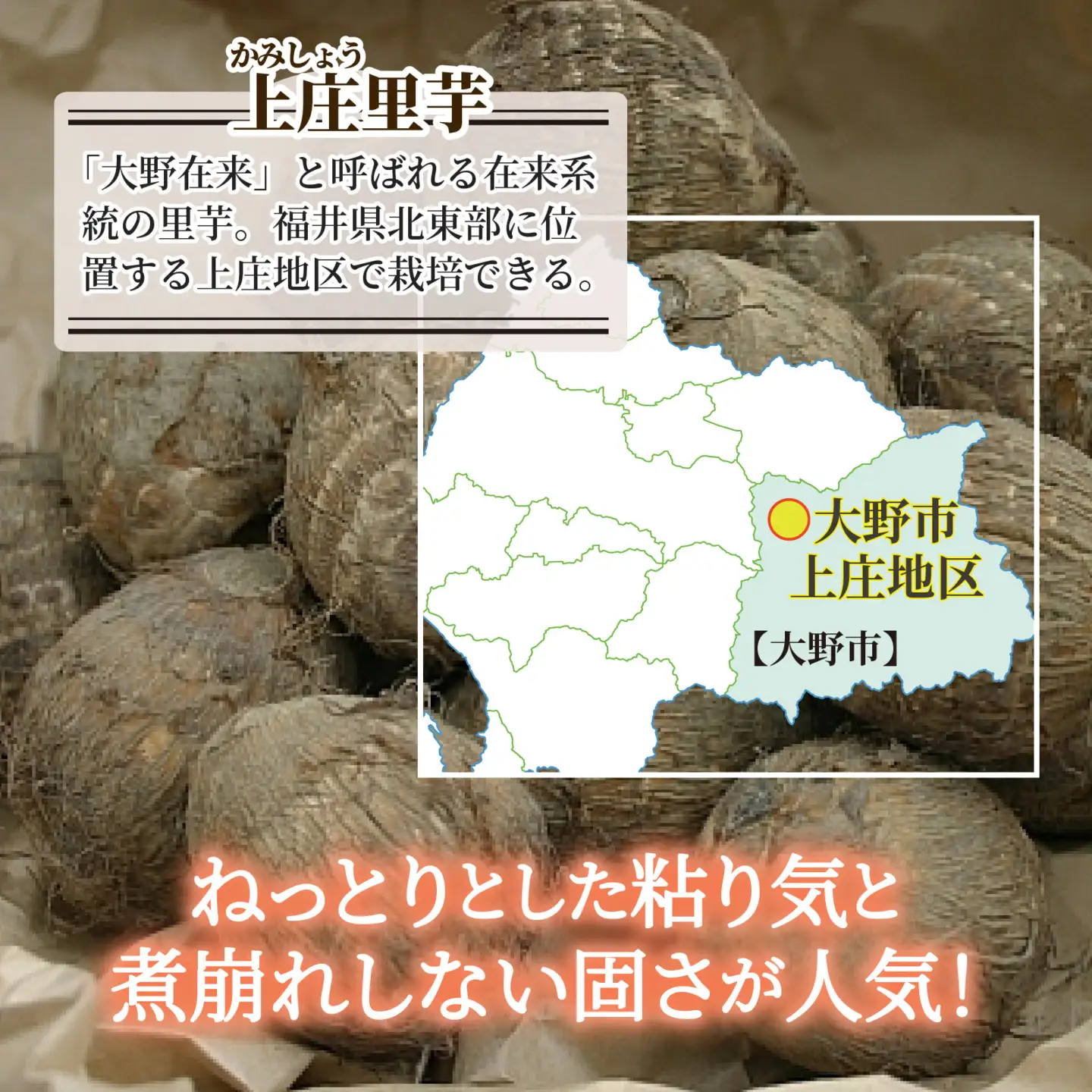 【先行予約】日本の美味い里芋を栽培！上庄里芋の種芋 5kg【2027年3月10日～出荷】[B-001005]