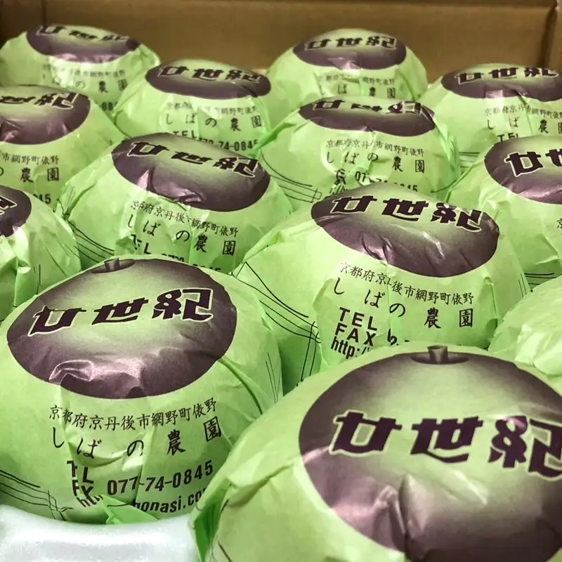 【先行予約／数量限定50】20世紀梨 秀品 5kg（13～20玉入り）（2026年9月上旬～発送）