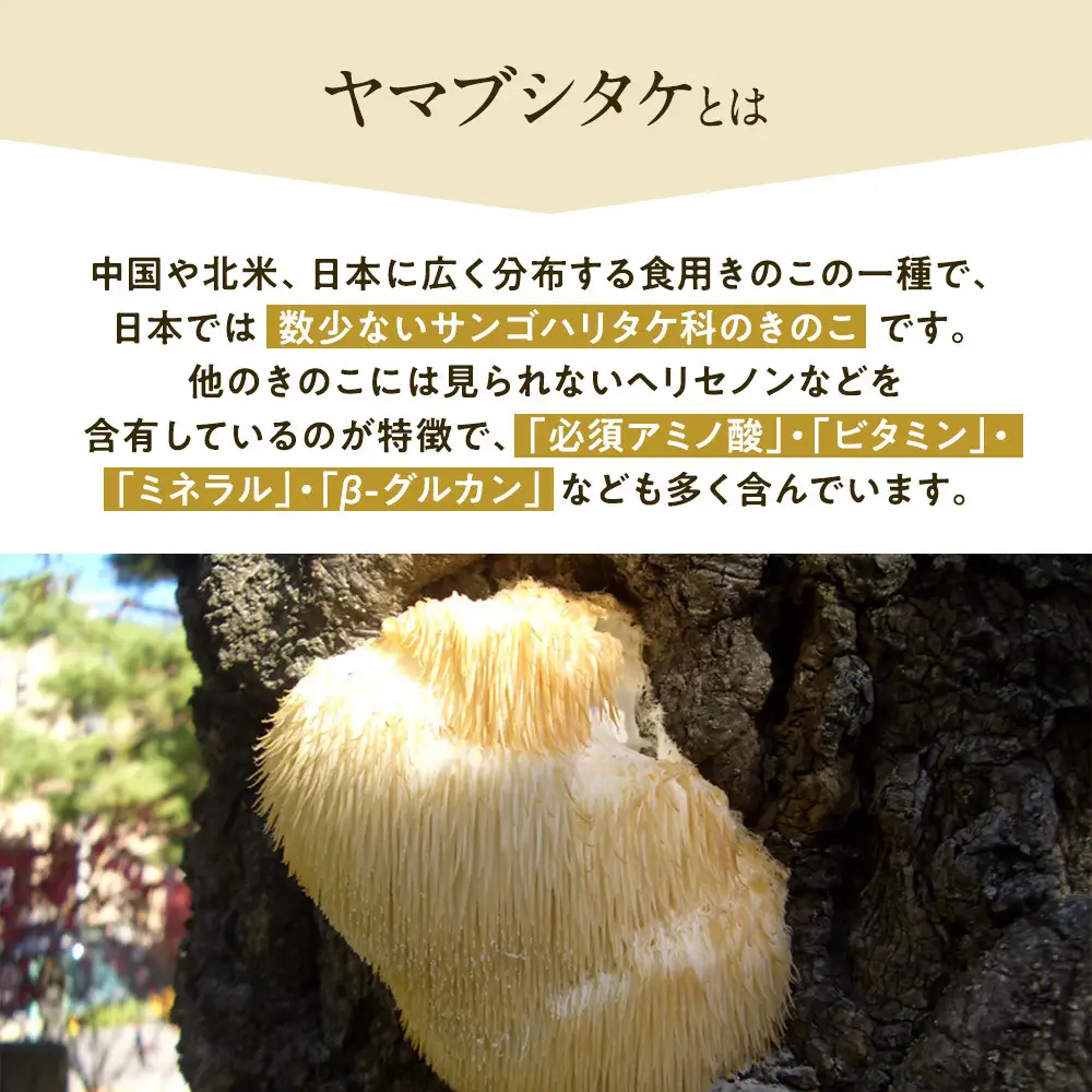 ホクトのヤマブシタケ　記憶の素 | サプリメント サプリ 健康食品 栄養補助食品