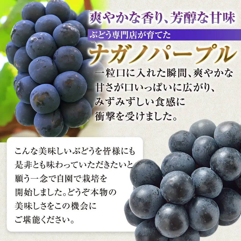 タマファーム　長野市産 ナガノパープル 特秀 2房【2026年9月以降出荷分】（タマファーム）  | ぶどう 葡萄 フルーツ 果物