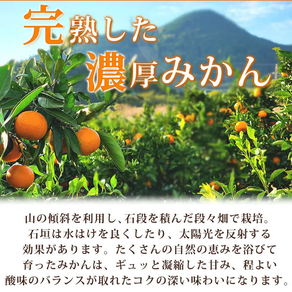 【2026年11月下旬頃より発送】完熟 有田みかん 10kg_G7047