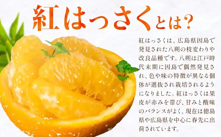 紅はっさく 約7kg 八朔  紅八朔