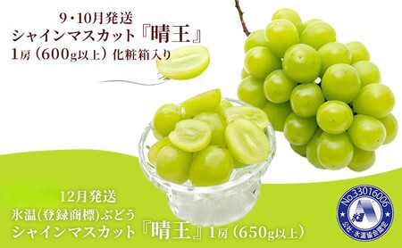 ぶどう 2026年 先行予約 3回お届け！  晴れの国 岡山の シャイン マスカット  晴王 ×3回！（各1房） 葡萄  岡山県産 国産 フルーツ ギフト 1房600g以上 大粒 種なし 甘みが強い 皮ごと食べられる 