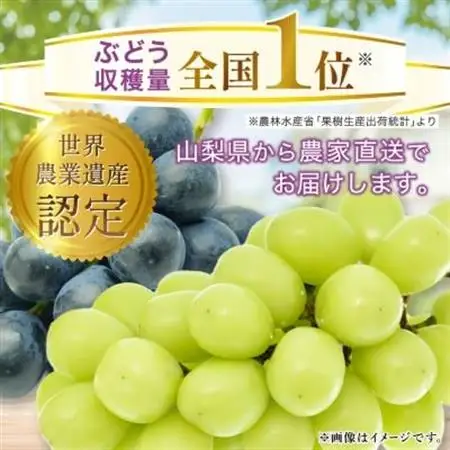 【2026年発送】シャインマスカット 約1kg (1～2房) 朝採り シャインマスカット【配送不可地域：離島・沖縄県】【1299620】