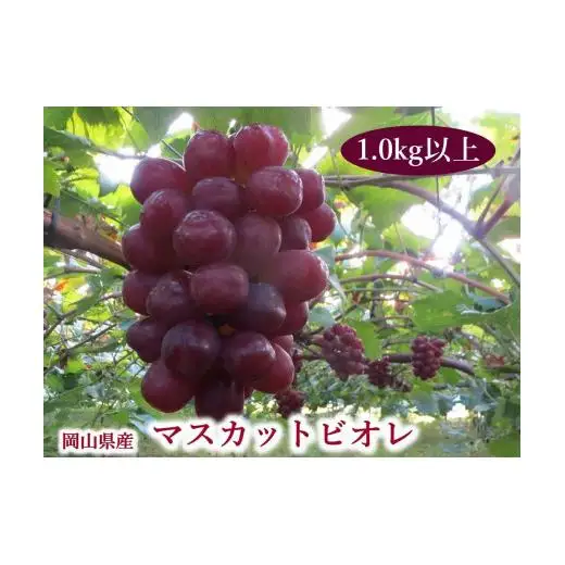 岡山県産 マスカットビオレ 1.0kg以上 ＜10月中旬から11月中旬発送＞ _A13