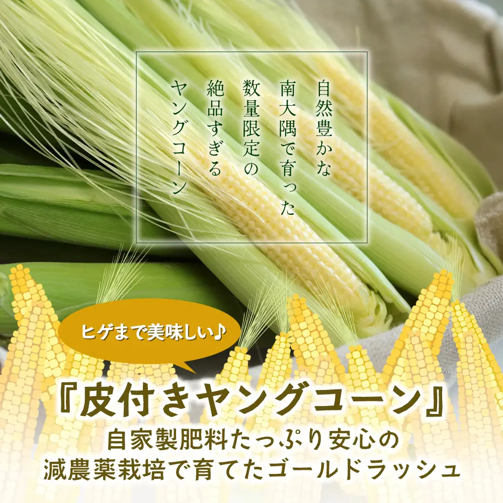 【数量限定】 【2027年5月先行予約】ヒゲまで美味しい！「皮つき ヤングコーン 約30本」 FR-520 ｜2027年 先行予約 限定 レシピ付き ゴールドラッシュ ベビーコーン 朝採れ グリル 天ぷら 味覚 新鮮 産地直送 皮付き 野菜 旬 本土最南端 鹿児島県 南大隅町 株式会社フォレスト