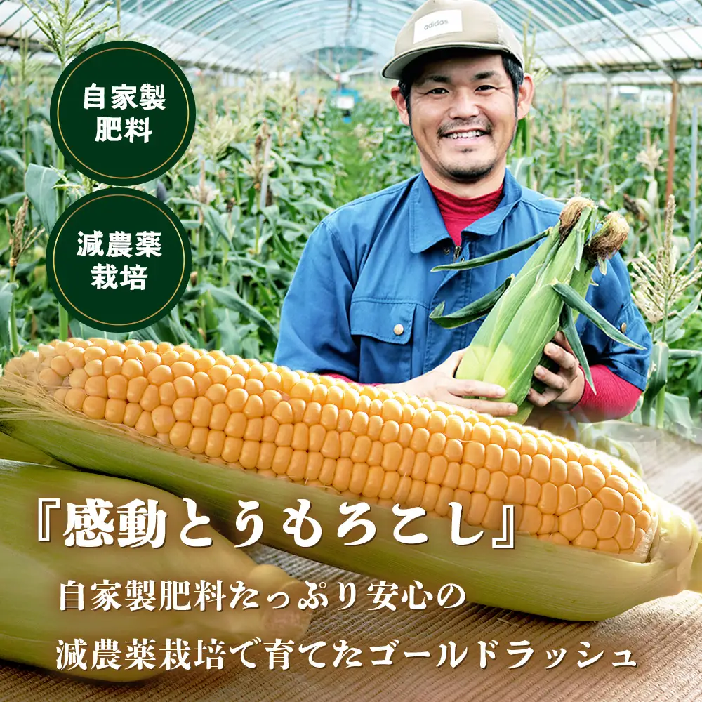 【数量限定】 【先行予約・2027年5月～】感動とうもろこし ( 約4kg / 10～13本 ) FR-521 ｜野菜 やさい とうもろこし ゴールドラッシュ トウモロコシ 生でも おいしい 大粒 新鮮 産地直送 先行予約 数量限定 4kg 減農薬 栽培 鹿児島県 南大隅町