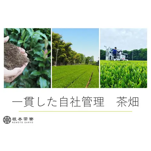 毎日茶 深蒸し茶 1.5kg No.030
