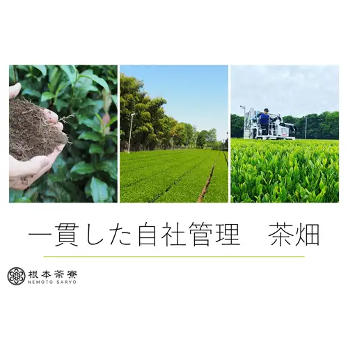 根本茶ペットボトル No.172
