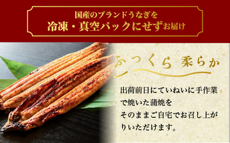 特撰 国産うなぎの蒲焼き 2尾（140g～150g×2尾）【最短3日発送】
