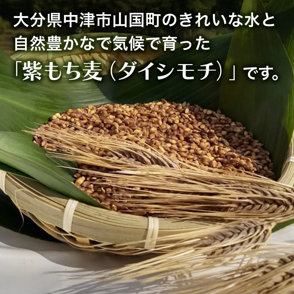 山々と源流の山国町「nakano麦園」の希少な『紫もち麦』ダイシモチ300g×3袋 | 900g 900グラム 紫もち麦 もち麦 麦 ダイシモチ 紫麦 雑穀 穀物 希少 国産 麦ご飯 大分県 中津市