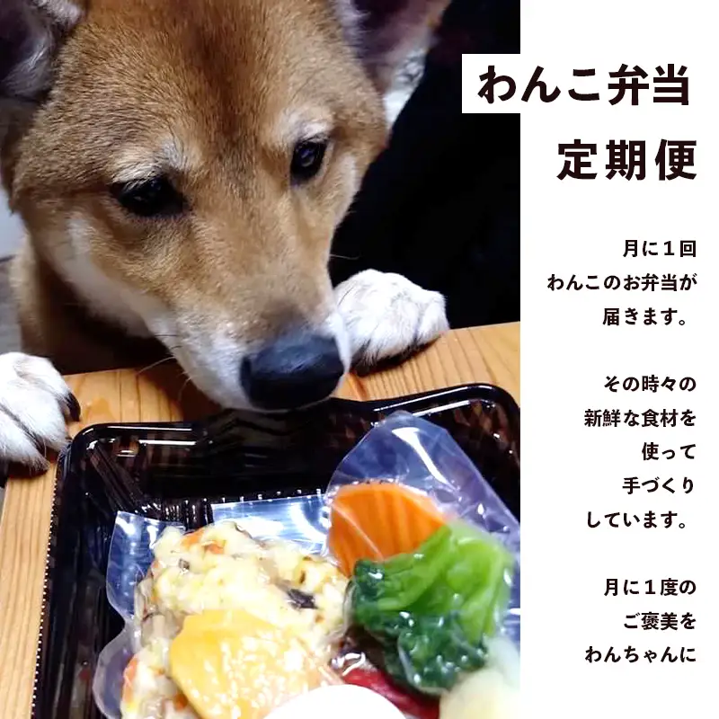 【定期便6回】わんこのお弁当セット Mサイズ