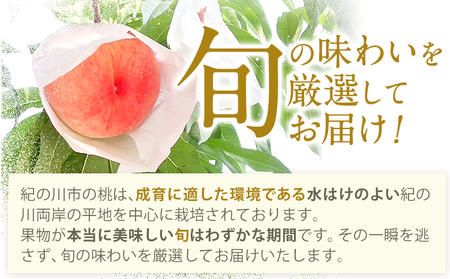 【先行予約】【贈答用/熨斗非対応】 秀品 和歌山の桃 約2kg (6玉~8玉) m&n果実園 【配送不可地域あり】 《6月中旬-7月下旬頃出荷》和歌山県 紀の川市 モモ 桃 もも 旬 白鳳 日川白鳳 なつっこ 果物 フルーツ 贈り物 ギフト