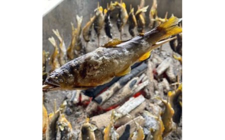 栃木県宇都宮 鬼怒川の鮎 1kg(8～10尾)