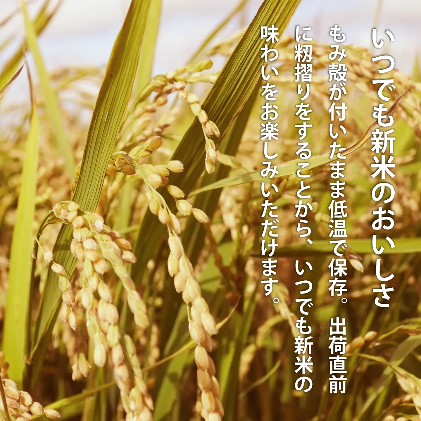 【生活応援！価格大幅改定！即日～14営業日以内発送】北海道 産地直送！ＪＡ当麻ブランド米　籾貯蔵今摺米きたくりん無洗米　定期便　令和7年産　5kg×12回コース【A-027】
