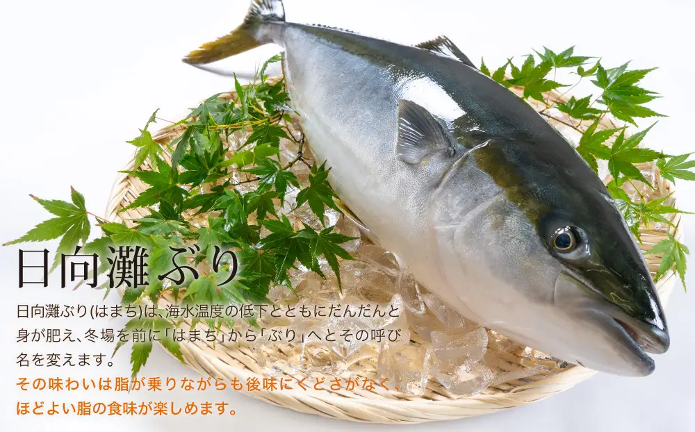 【北海道・離島配送不可】日向灘ぶりのお刺身(約400～550g)魚 海鮮 冷蔵【UZ-03】【請関水産】