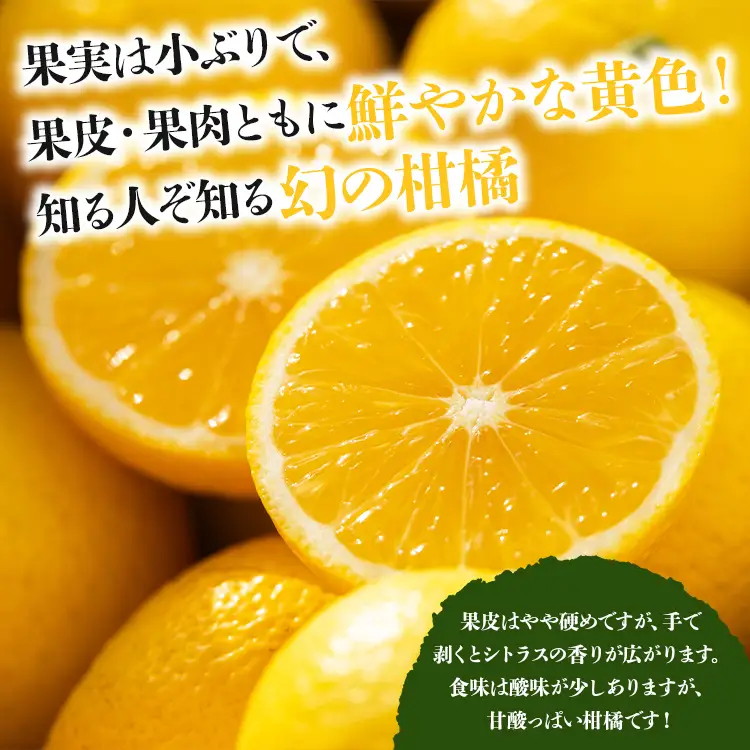 【先行受付】黄金柑 2.5kg 黄金柑 柑橘 ms-0044