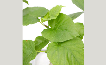 沖縄の観葉植物 フィカス ウンベラータ6号 シュエット鉢ポット 観葉植物