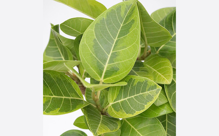 沖縄の観葉植物 フィカス アルテシマ6号 シュエット鉢ポット 観葉植物