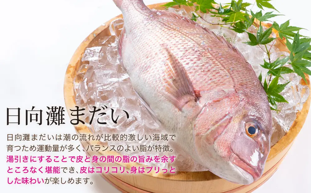 【北海道・離島配送不可】新鮮！お手軽！真鯛湯引きのお刺身(1尾分：約500～600g)お刺し身 しゃぶしゃぶ 魚介 海鮮 まだい マダイ 真空パック【UZ-06】【請関水産】