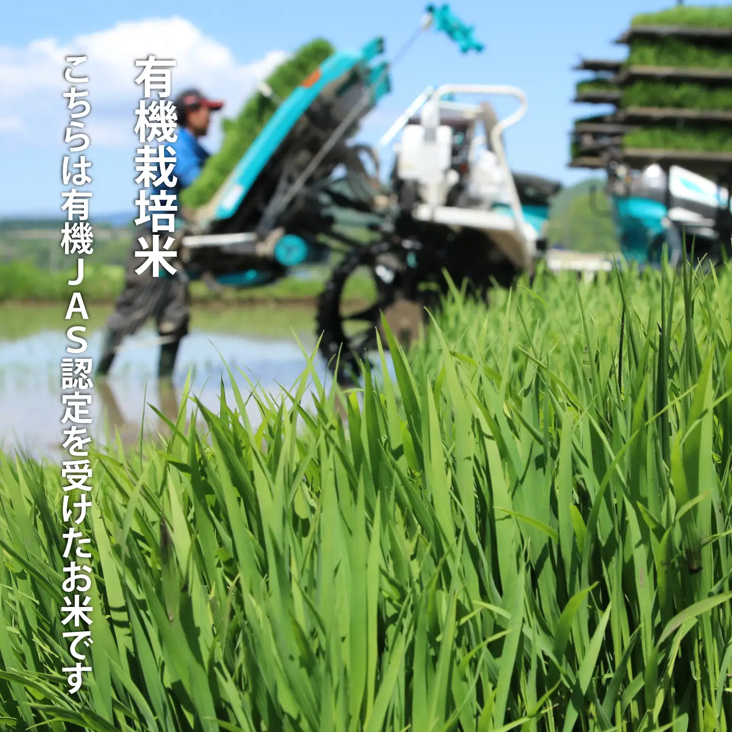 有機栽培米 ゆめぴりか 5kg  有機JAS認定 オーガニック 北海道当麻町 当麻グリーンライフ 【T-006】