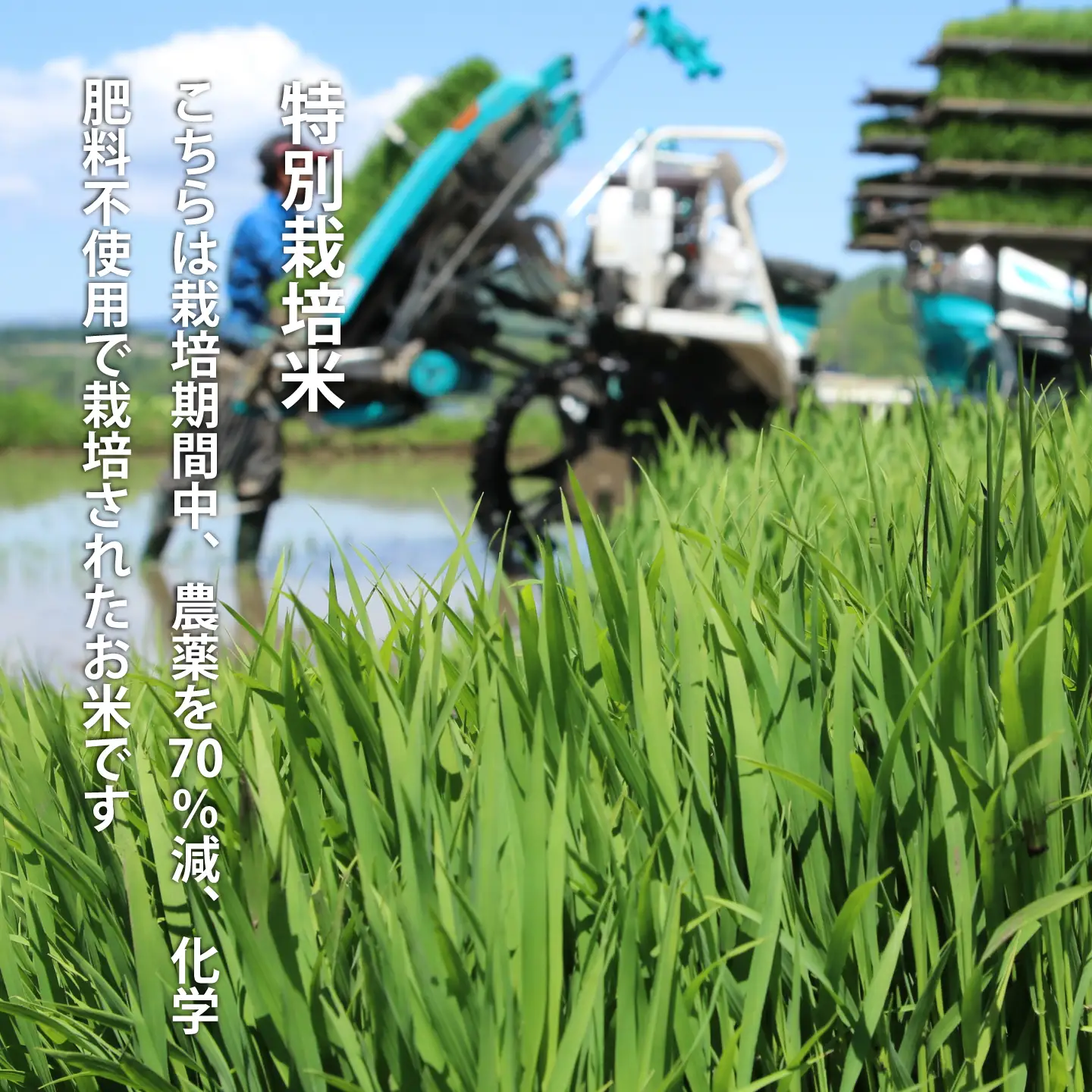 特別栽培米 ゆめぴりか あやひめ 食べ比べ 10kg 北海道当麻町 当麻グリーンライフ 低農薬 減農薬【T-008】