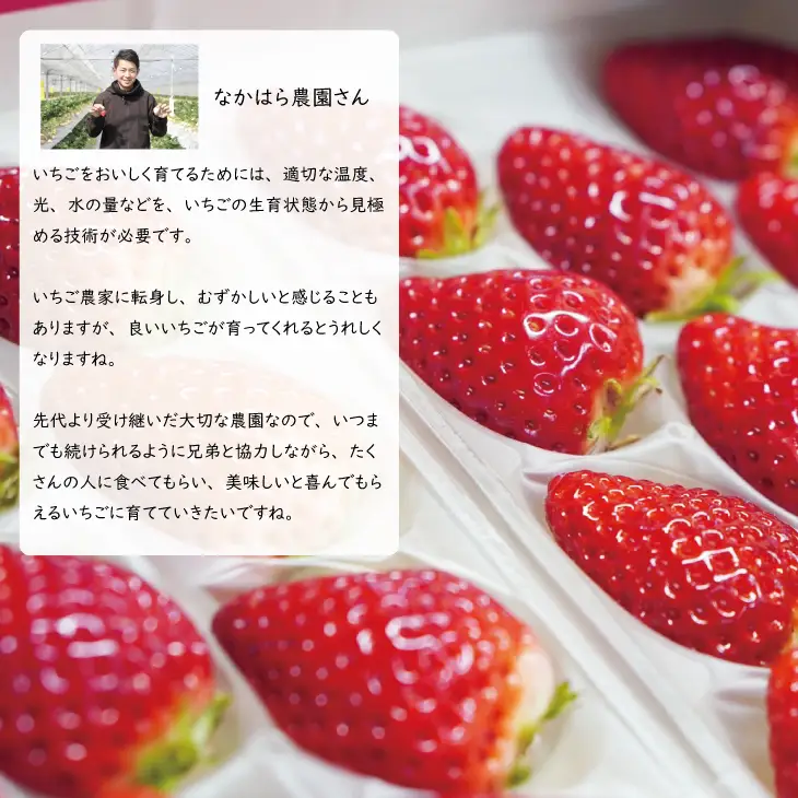 【先行予約】R9年1月中旬頃出荷開始 佐賀ブランド苺 いちごさん（250g×4P）なかはら農園 いちご 苺 B130-030