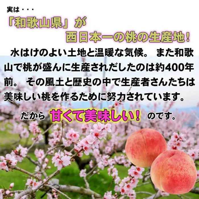 【秀品】和歌山ブランド白桃 約2kg！ ギフト 贈答品にも!  6月発送分