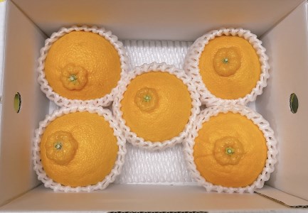 みかん 愛媛 デコポンとグリーンキウイのセット 人気 数量限定 柑橘 伊予市｜B106