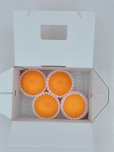 みかん 愛媛 せとかとグリーンキウイのセット 人気 数量限定 柑橘 伊予市｜B107